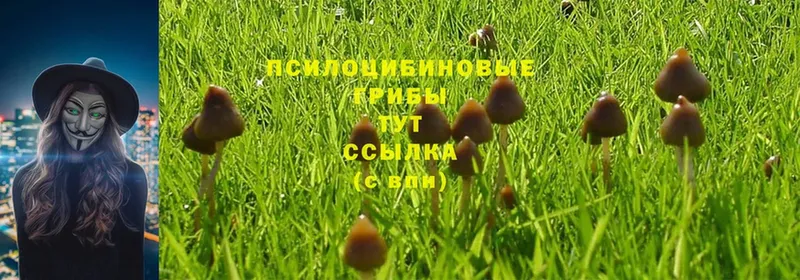 цены   Кандалакша  Галлюциногенные грибы Magic Shrooms 